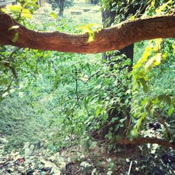 Trees growing in forest