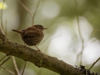 Close-up of a wren perching on branch