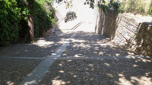 Road amidst trees in city