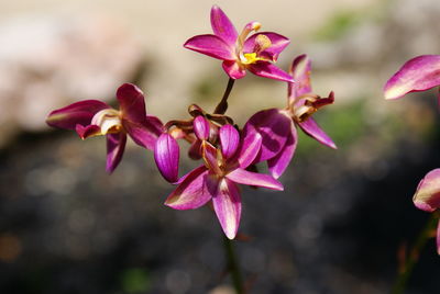 Close-up of pink flowers blooming outdoors