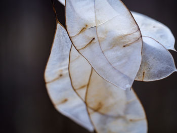 Close-up of leaf