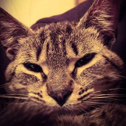 Close-up of cat