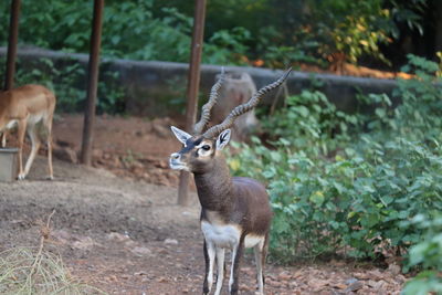 Black male deer standing on field, big horn on the deer head