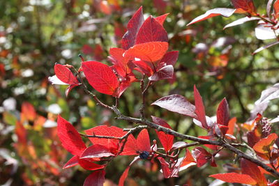 Close-up of red flower