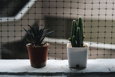 Close-up of potted plant on window
