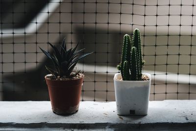 Close-up of cactus potted plants on window sill