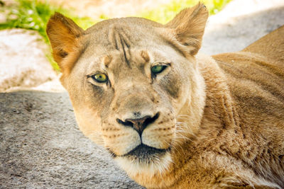 Close-up portrait of a female lion 