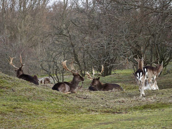 Deer in a forest