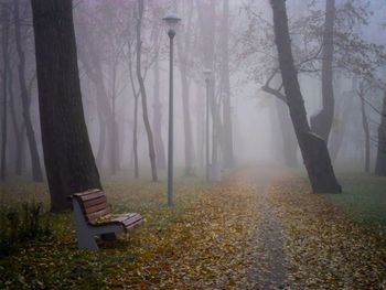 Bench in park during autumn