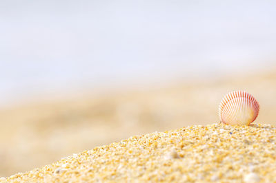 Close-up of seashell on sandy beach