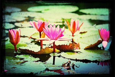 Close-up of pink lotus water lily in pond