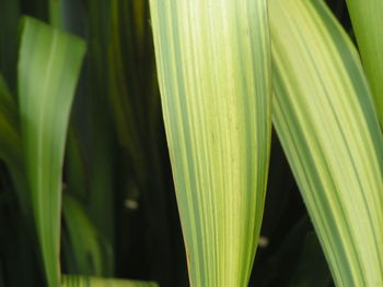 Close-up of plant