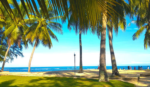 Palm trees at beach against blue sky