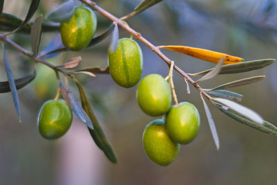 Close-up of fruits growing on tree