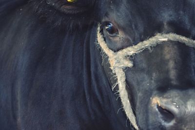 Close-up portrait of cow