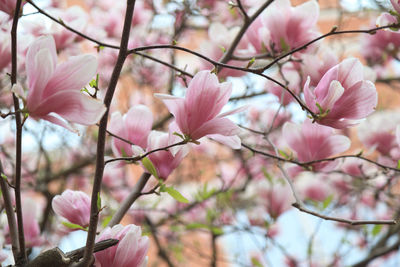 Close-up of pink cherry blossoms in spring