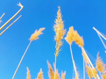 Close-up of stalks against blue sky