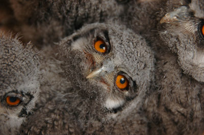 Close-up portrait of owls