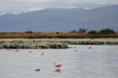Swans on lake against mountain range