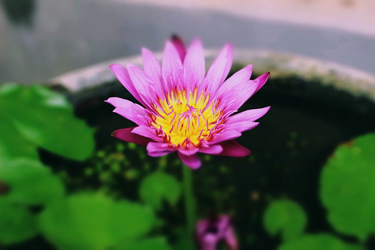 flower, fragility, freshness, nature, beauty in nature, petal, plant, pink color, growth, flower head, blooming, no people, pollen, outdoors, close-up, day, osteospermum