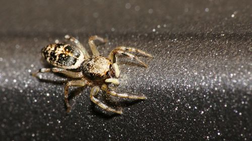 Close-up of spider