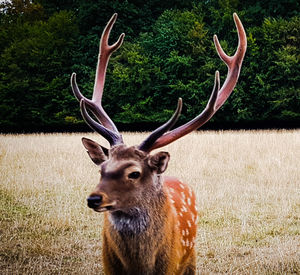 Deer in a field