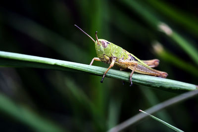 Close-up of grasshopper on leaf