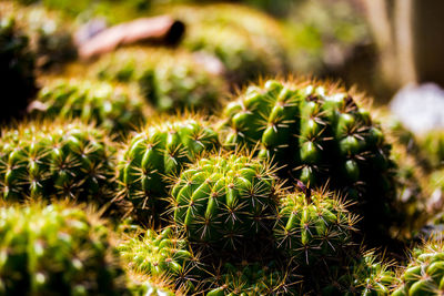 Photograph taken in the botanic garden of rio de janeiro