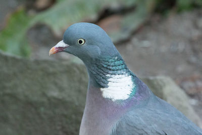 Close-up of bird perching outdoors