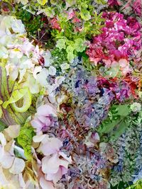 Close-up of multi colored flowers