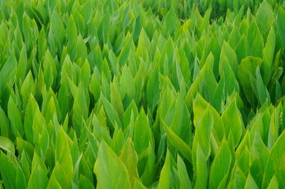 Full frame shot of corn field