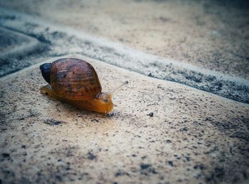 Close-up of snail