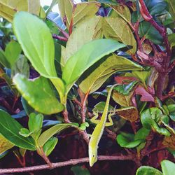 Close-up of green plant