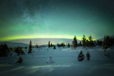 Trees on snow covered land against sky at night