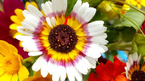 Close-up of yellow flowers