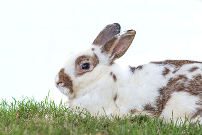 Close-up of a rabbit on field