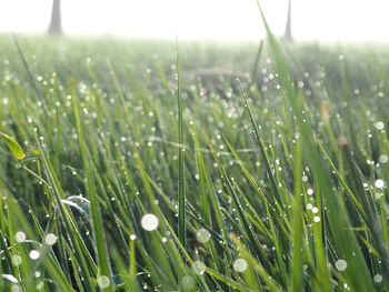 Close-up of wet grass on field during rainy season
