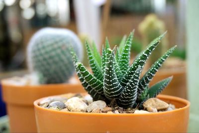 Close-up of succulent plant in pot