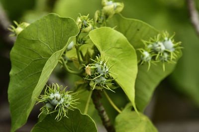 Close-up of flowering plant