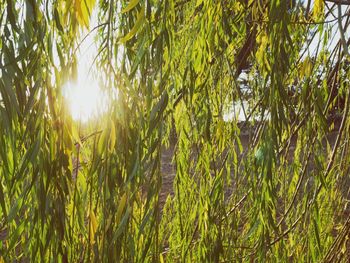 Trees growing on field