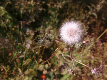 Close-up of dandelion flower