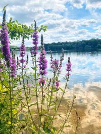 Purple flowering plants by lake against sky