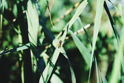 Close-up of insect on plant
