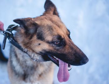 Close-up of dog looking away