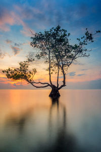 Silhouette tree by lake against sky during sunset