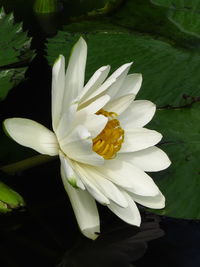 Close-up of white lotus water lily in lake