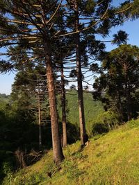 Trees on field in forest against sky