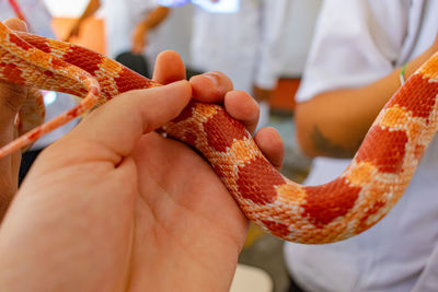 Close-up of hand holding orange