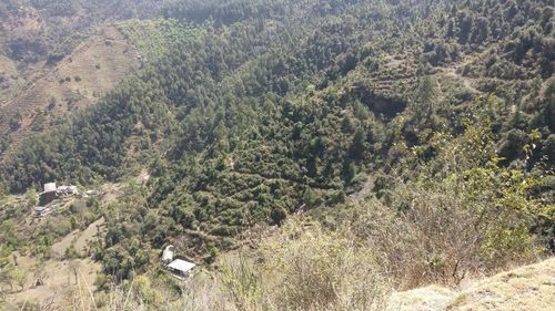 High angle view of trees in forest