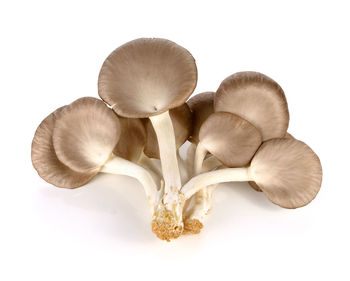 Close-up of mushrooms against white background